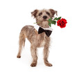 Terrier Mix With Rose and Bow Tie