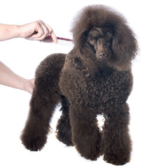 Canvas Print - brown poodle and comb