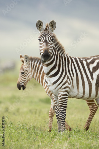 Board z aluminiowym obramowaniem Kobieta zebra z źrebię, tanzania