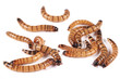 Superworm, zofobas (Zophobas morio), larvae