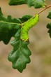 Polyphemus Moth (Antheraea polyphemus), caterpillar
