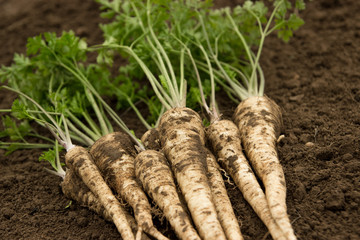 Fresh parsley.