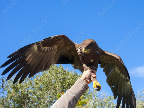 Board z aluminiowym obramowaniem Wypuszczanie na dziki orlik krzykliwy (Aquila pomarina)
