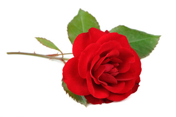 Wall Mural - Beautiful Red Rose Isolated on White Background