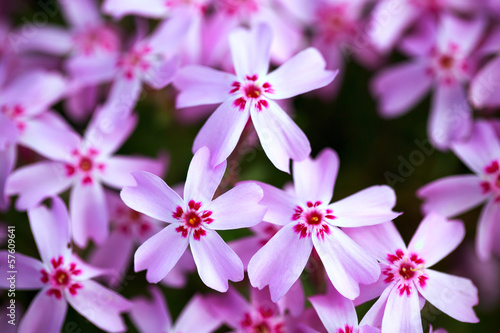 Fototapeta na wymiar rose phlox