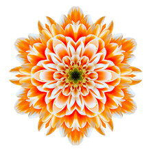 Orange Chrysanthemum Mandala Flower Kaleidoscope Isolated