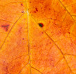 Blattstruktur im Herbst - leaf texture