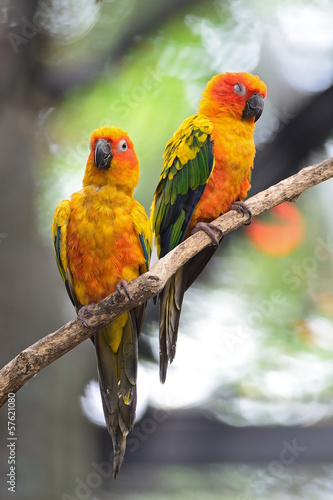 Fotoboard na płycie Conure słońca