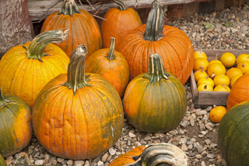 Canvas Print - Pumpkins celebration