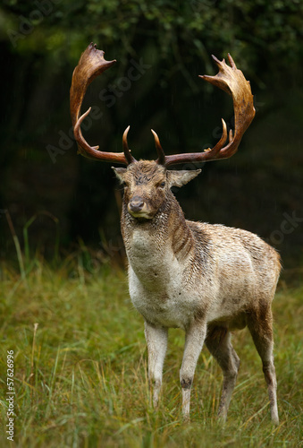 Naklejka samoprzylepna Daniele stoi w deszczu w sezonie rutting