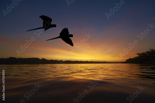 Foto-Duschvorhang nach Maß - Blue macaws in the Amazon area (von sw_stock)
