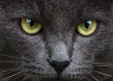 Fototapeta Koty - Close up portrait of grey kitten
