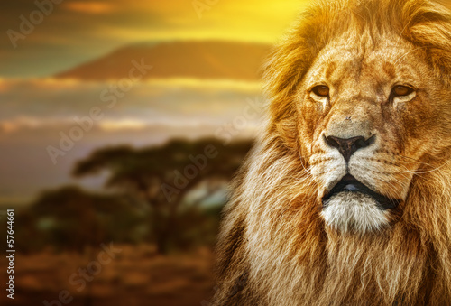 Lion portrait on savanna background and Mount Kilimanjaro