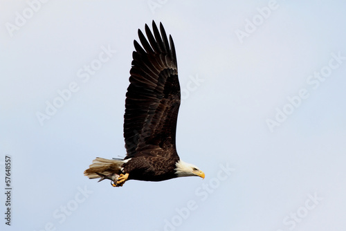 Naklejka samoprzylepna Dorosły łysy orzeł (haliaeetus leucocephalus)