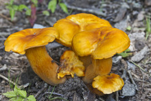 Toxic Jack-O-Lantern Mushrooms