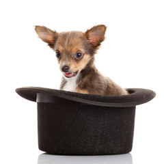 Sticker - chihuahua puppy in a hat.