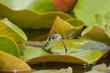 Grass Snake (Natrix natrix) hunting on the Water Lilies