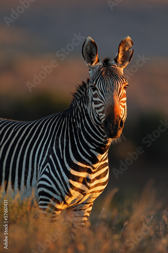Board z aluminiowym obramowaniem Cape zebra portret górski