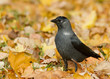 Jackdaw in the autumn leaves