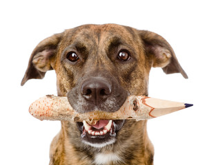 dog with a pencil. isolated on white background