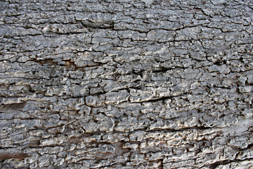 bark  wood