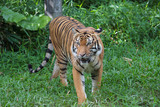 Fototapeta Fototapety ze zwierzętami  - Tygrys