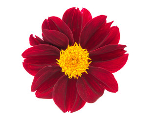 Canvas Print - dahlia flower isolated