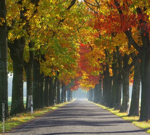 Board z aluminiowym obramowaniem Allee im herbst - avenue jesienią 29