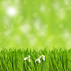 Canvas Print - fresh green spring grass with water drops and sunbeams