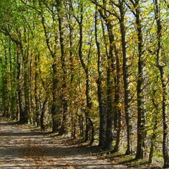 Canvas Print - Buchenallee - beech-lined road 04