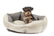 © Nikolai Tsvetkov - Yorkshire Terrier puppy sitting in dog bed