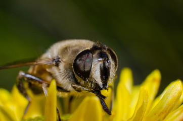 bee macro