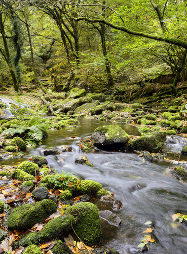 Naklejka samoprzylepna Strumień dartmoor