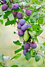 Plums Purple On A Branch
