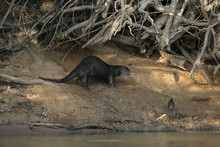 Giant-river Otter,  Pteronura Brasiliensis