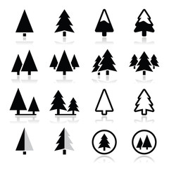 Pine tree vector icons set