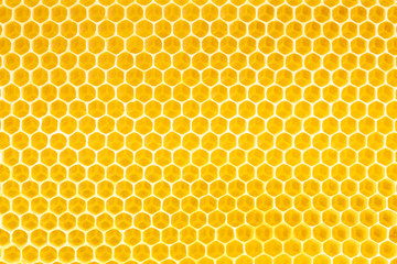 honey in honeycomb background