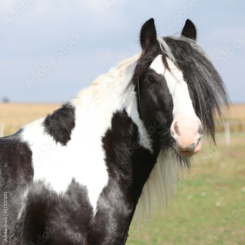 Obraz w ramie Beautiful irish cob stallion on pasturage