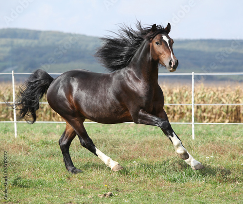 Board z aluminiowym obramowaniem Ładny brązowy ogier z długą grzywą