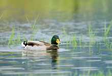 Mallard Duck On A Pond