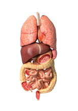 Human Male Anatomy, Internal Organs Alone, Full Respiratory And