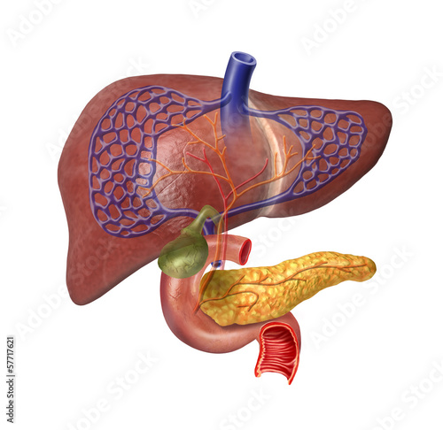 Obraz w ramie Human Liver system cutaway