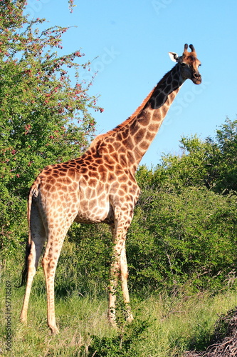 Board z aluminiowym obramowaniem Giraffa