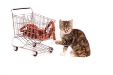 Sitzende Katze Mit Einkaufswagen