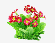 Red Primrose Flowers Isolated