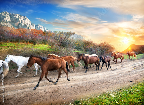Obraz w ramie Running horses
