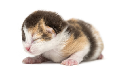 New-born Highland straight or fold kitten lying, 1 week old