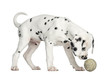 Side view of a Dalmatian puppy sniffing a tennis ball, isolated