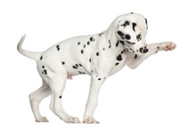 Side View Of A Dalmatian Puppy Pawing Up, Isolated On White
