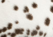 Macro of a Dalmatian puppy fur